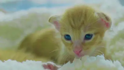 猫咪