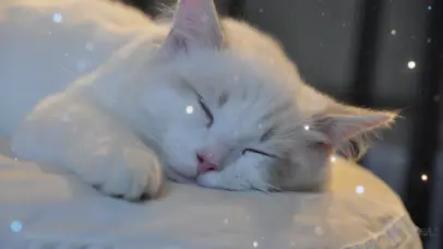 恬静小猫咪