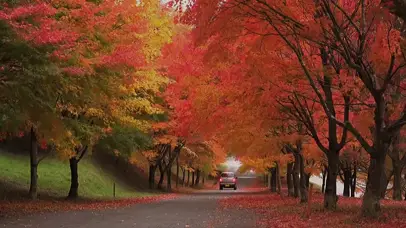 秋天红枫树下