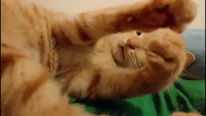 可爱猫咪小呆呆