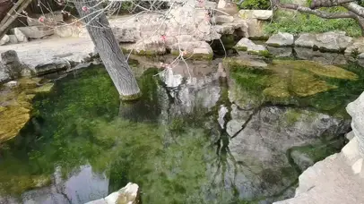 一潭清泉，解压养眼