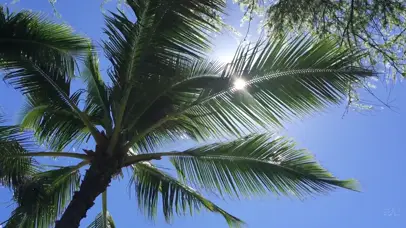 天空椰树