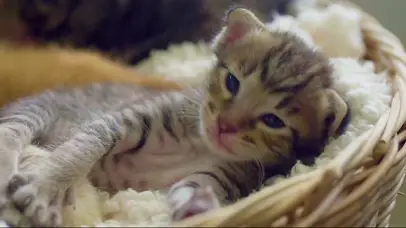 午睡的猫咪