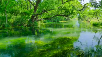 夏日绿草水流