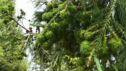 松树