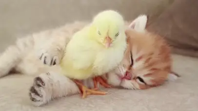 猫和小鸡