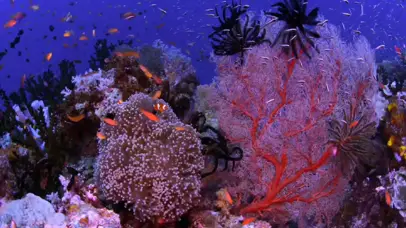 超高清精美海底世界