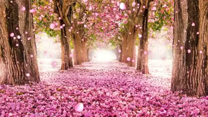 樱花满地