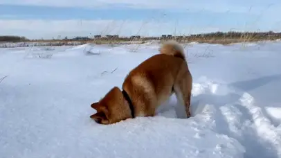 狗狗钻雪地