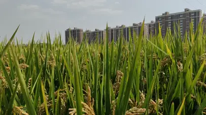 城市稻田