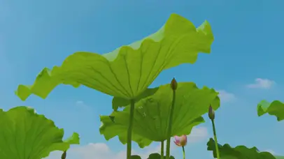 4K唯美夏天绽放荷塘荷花荷叶