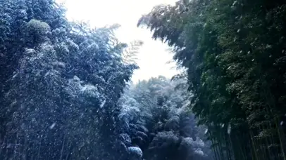 竹林飘雪