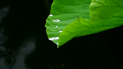 护眼荷叶滴水