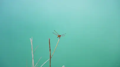 4k蜻蜓湖边枯枝自然昆虫