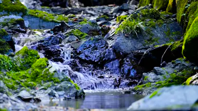 4k苔藓溪流