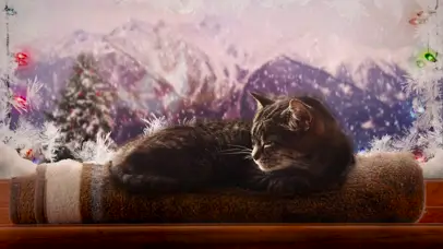 下雪的猫