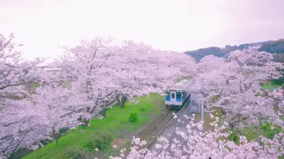 4K唯美日系樱花列车