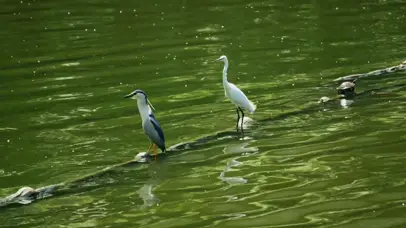 4k鸟儿湖水大自然