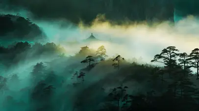 阳光森林