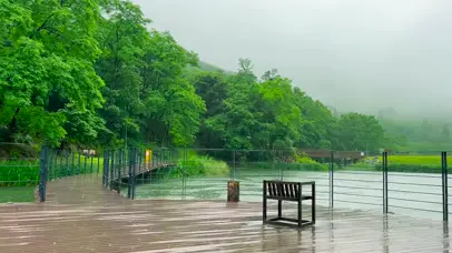 雨天公园湖边绿树林