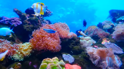 珊瑚海洋鱼
