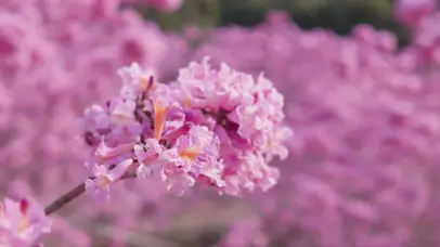 4k唯美小清新自然风铃花春天