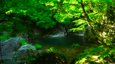 4K清凉森林溪流