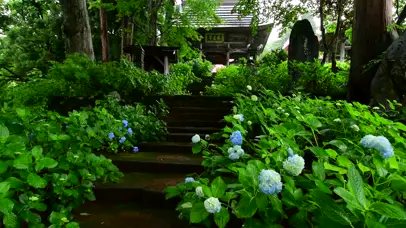 雨中的绣球花寺