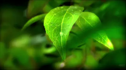 植物生长