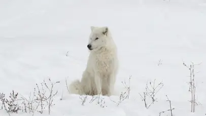 自然生灵-北极狼