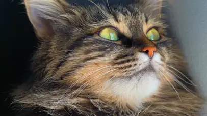 喵星人瞌睡打盹~