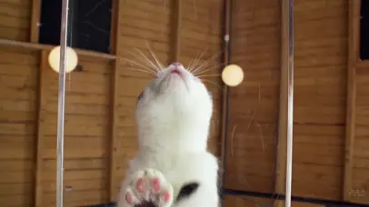 向上爬的小猫咪