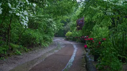 春雨森林小路