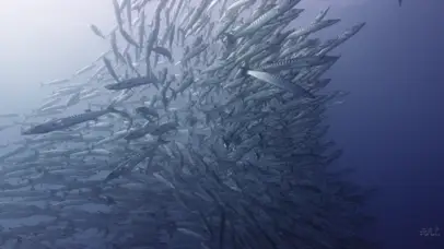 生于幽暗海底的鱼群