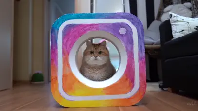 猫咪