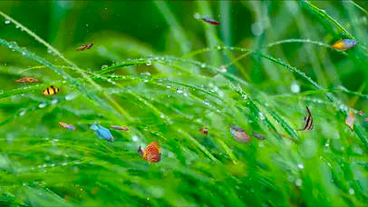 绿草水珠鱼