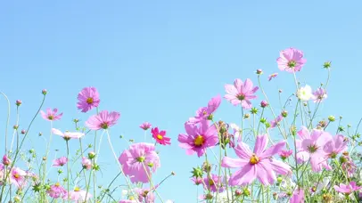 4K60帧美丽的紫色宇宙花