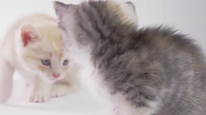 两只可爱的小猫