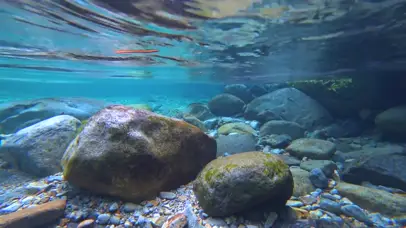 清澈的水底世界