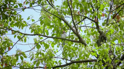 4K春天树枝黄鹂鸟意境风景