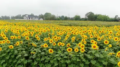 4K夏天盛开的向日葵