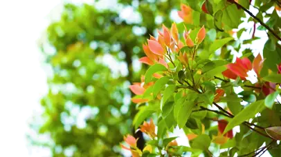 唯美春日微风吹动树叶