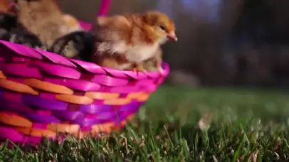 幼年的鸡仔小狗和兔子