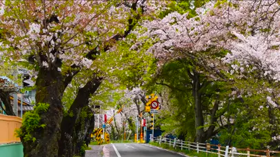 日本樱花街道
