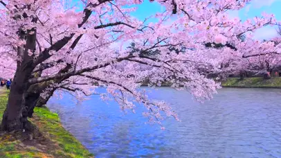 河边樱花树