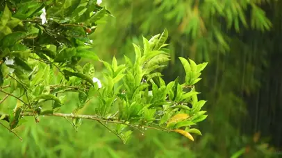 森林下雨时