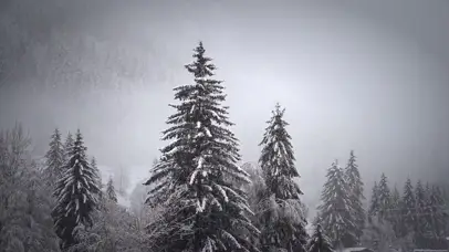 【消暑降温】风雪中的松树林