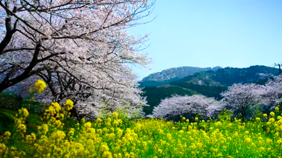 4K日本美丽的春天