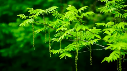 夏日小清新绿叶