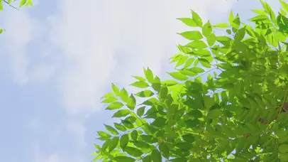 清新晴天绿叶